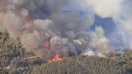 2010 Mount Carmel forest fire